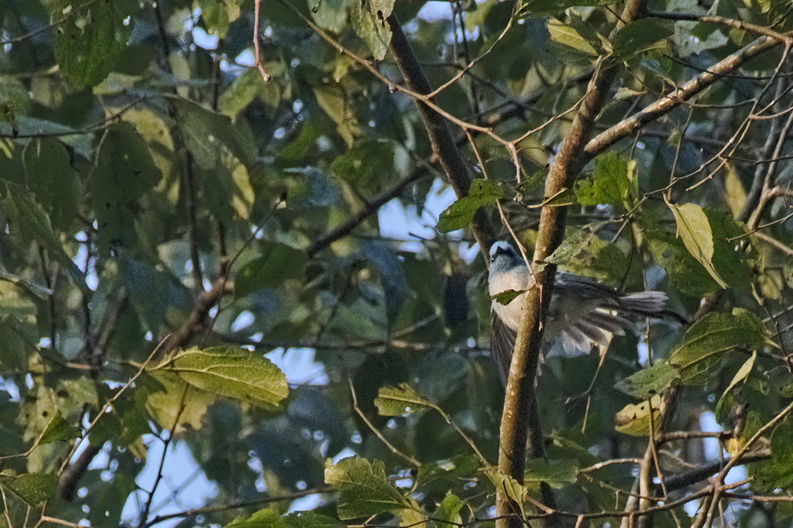 African Blue Flycatcher spreading some feathers  African blue flycatcher,Angola,Elminia longicauda,Geotagged,Winter