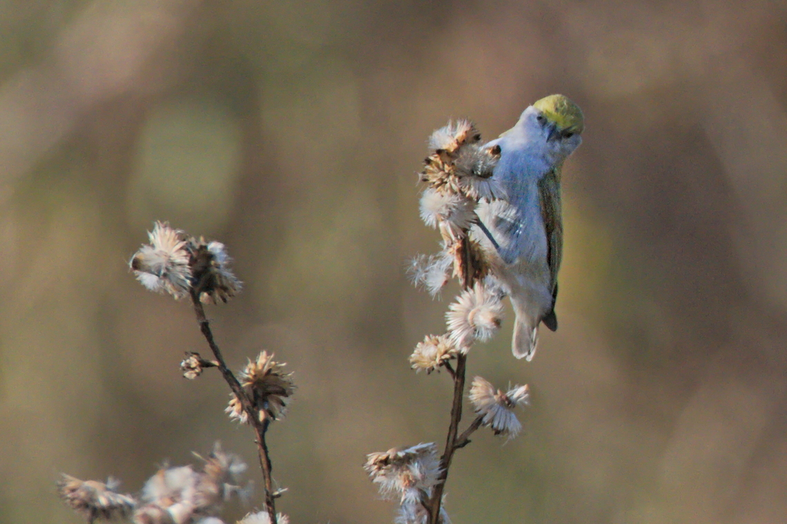 Grey Penduline Tit  Angola,Anthoscopus caroli,Geotagged,Grey penduline tit,Winter