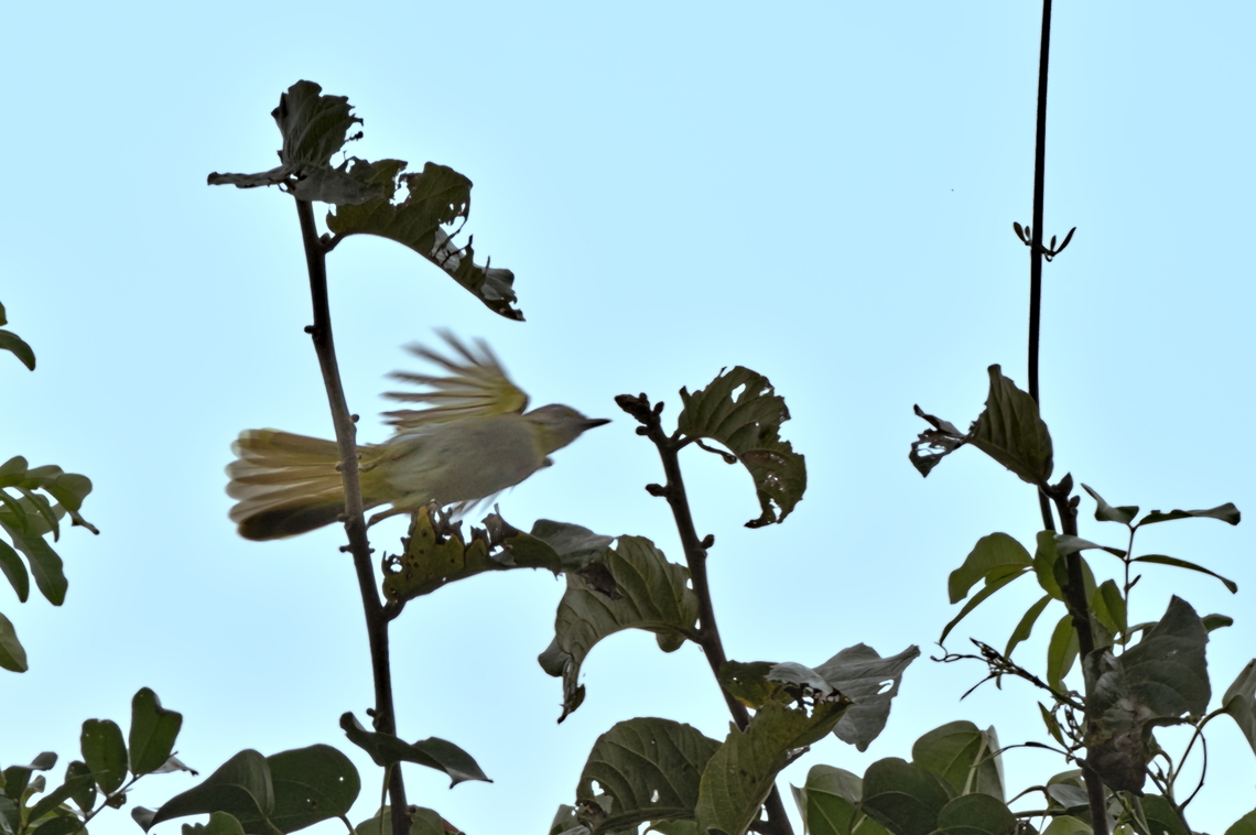 Yellow-throated Nicator flying off  Angola,Fall,Geotagged,Nicator vireo,Yellow-throated nicator
