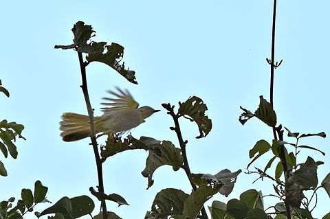 Yellow-throated Nicator flying off Angola,Fall,Geotagged,Nicator vireo,Yellow-throated nicator