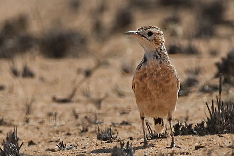 Spike-heeled Lark  Angola,Chersomanes albofasciata,Geotagged,Spike-heeled lark,Winter