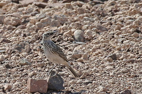 Benguela Long-billed Lark Angola,Benguela long-billed lark,Certhilauda benguelensis,Geotagged,Winter