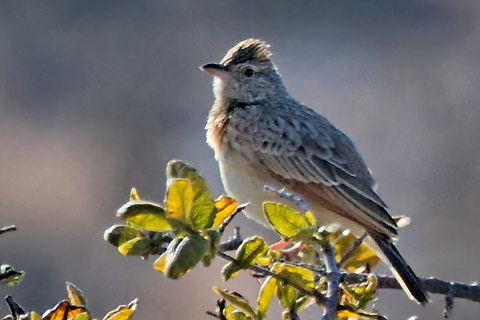 Rufous-naped Lark  Angola,Geotagged,Mirafra africana,Rufous-naped lark,Winter