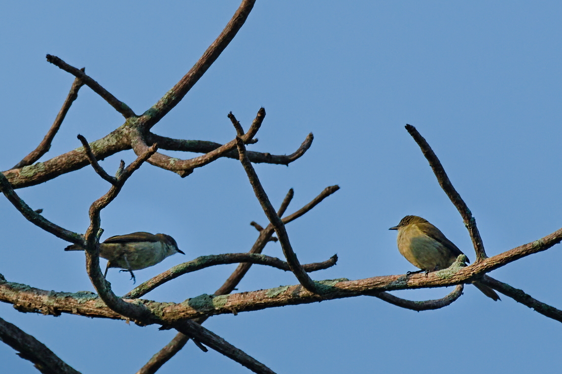Slender-billed Greenbul  Angola,Geotagged,Slender-billed greenbul,Stelgidillas gracilirostris,Winter