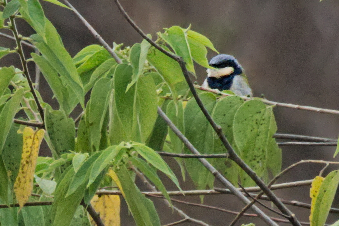 Black-collared_Bulbul  Angola,Black-collared bulbul,Fall,Geotagged,Neolestes torquatus