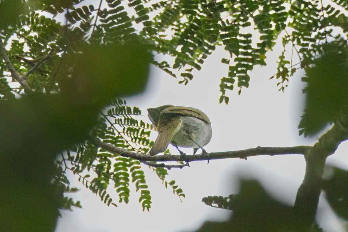 Falkenstein-s Greenbul its _not_ Frankenstein's Greenbul!  Angola,Chlorocichla falkensteini,Falkenstein-s Greenbul,Fall,Geotagged