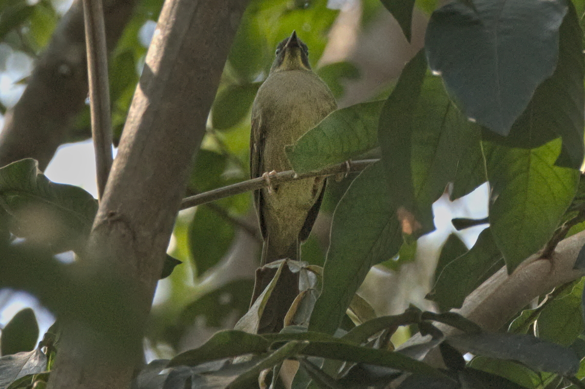 Yellow-whiskered Greenbul  Angola,Eurillas latirostris,Geotagged,Winter,Yellow-whiskered greenbul