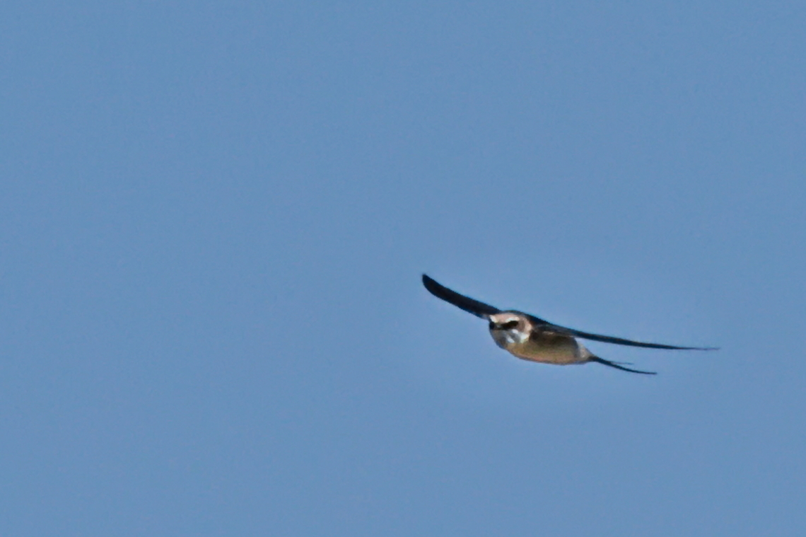 Grey-rumped Swallow  Angola,Geotagged,Grey-rumped swallow,Pseudhirundo griseopyga,Winter