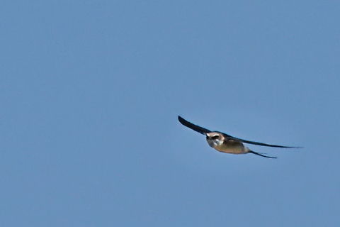 Grey-rumped swallow