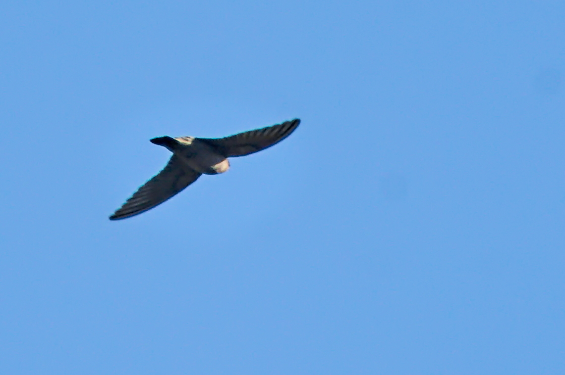 Rock Martin flying away  Angola,Geotagged,Ptyonoprogne fuligula,Rock martin,Winter