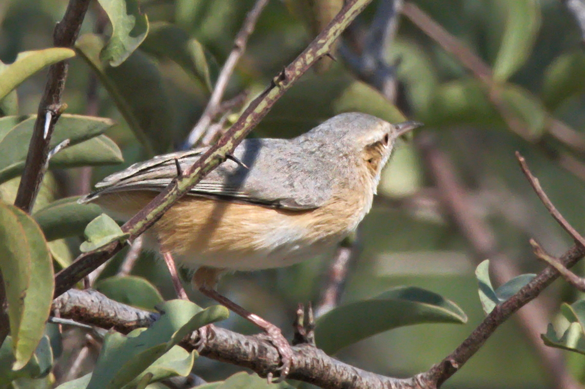 Long-billed Crombec  Angola,Geotagged,Long-billed crombec,Sylvietta rufescens,Winter