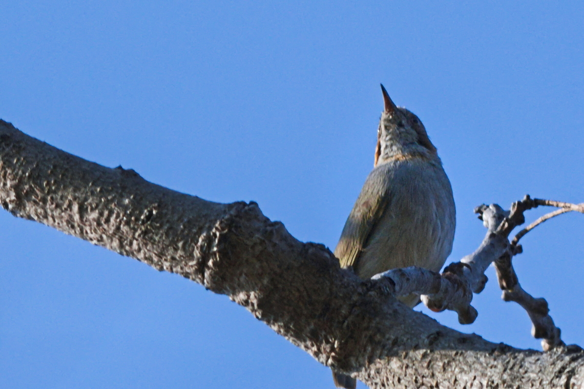 Red-capped Crombec  Angola,Geotagged,Red-capped crombec,Sylvietta ruficapilla,Winter