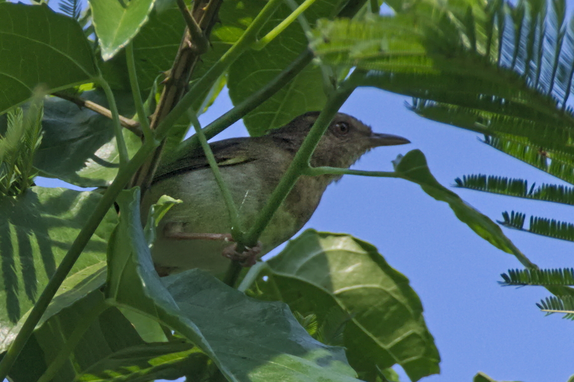Green Crombec  Angola,Fall,Geotagged,Green crombec,Sylvietta virens
