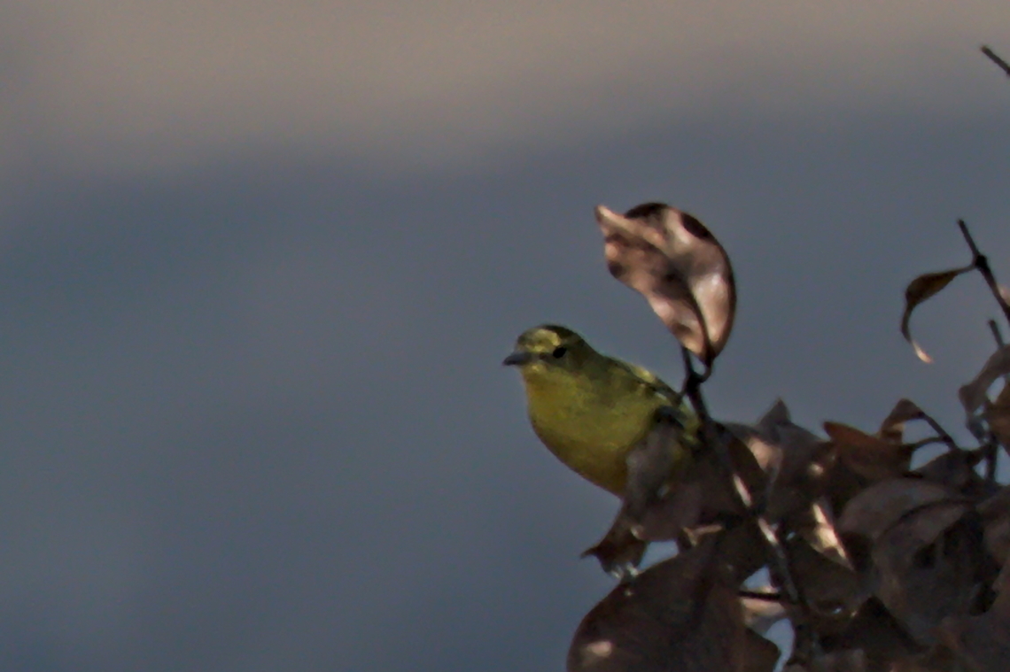 African Yellow Warbler  African yellow warbler,Angola,Geotagged,Iduna natalensis,Winter