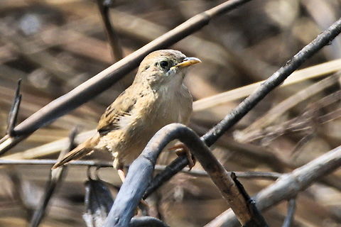 Red-faced cisticola