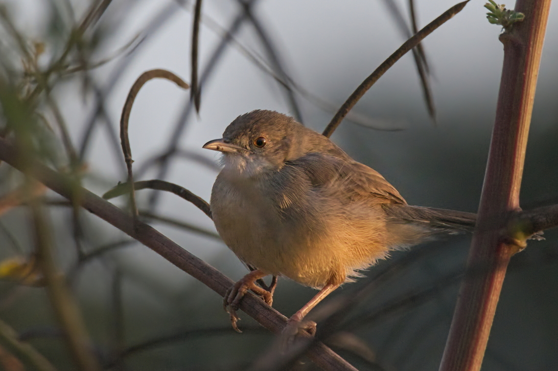Bubbling Cisticola  Angola,Bubbling cisticola,Cisticola bulliens,Fall,Geotagged