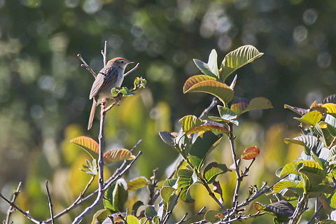 Tinkling cisticola