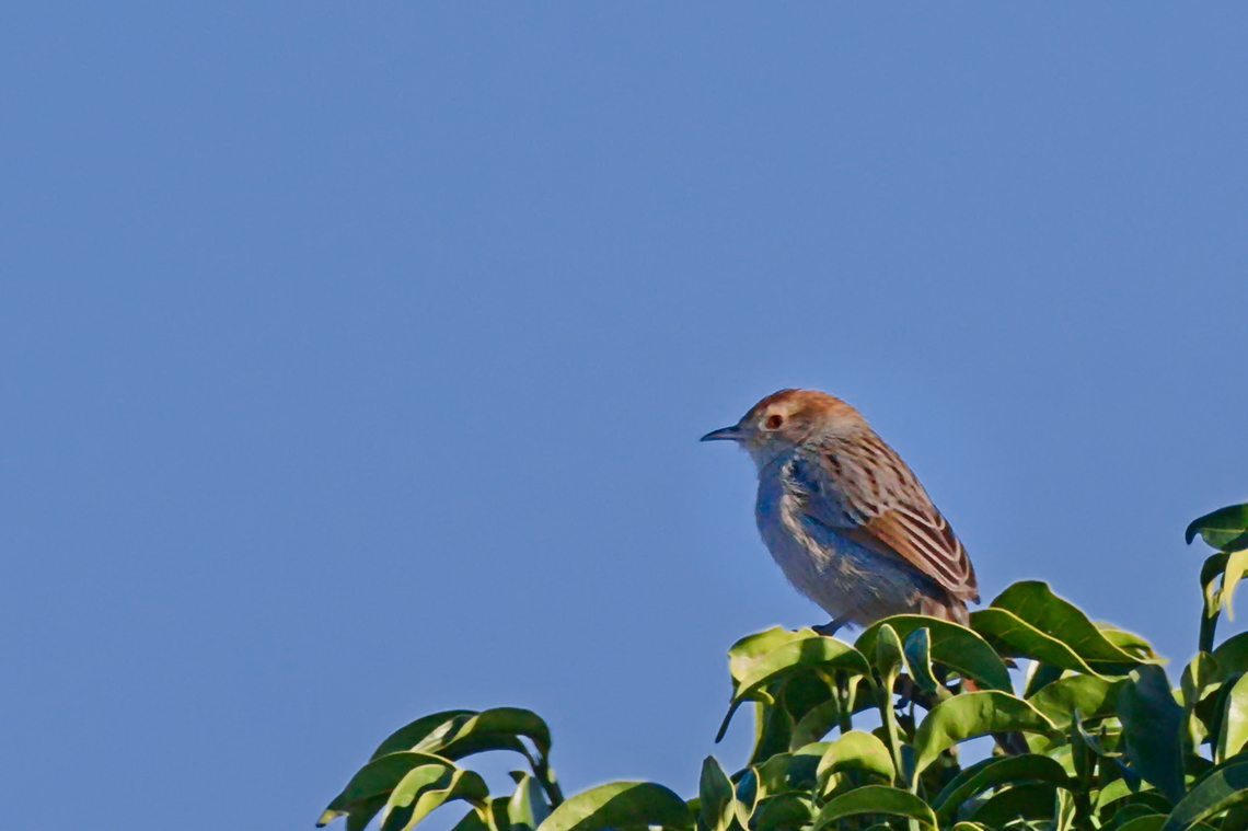 Wailing Cisticola  Angola,Cisticola lais,Geotagged,Wailing cisticola,Winter