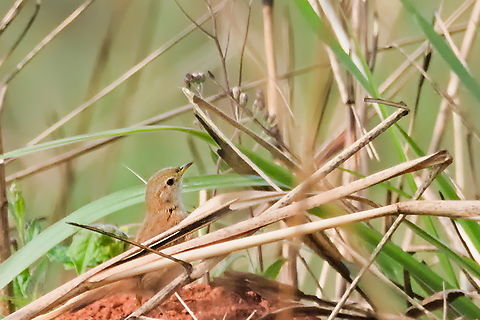 Short-winged cisticola
