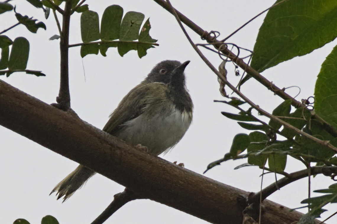 Lowland Masked Apalis  Angola,Apalis binotata,Fall,Geotagged,Lowland masked apalis