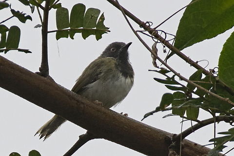 Lowland masked apalis