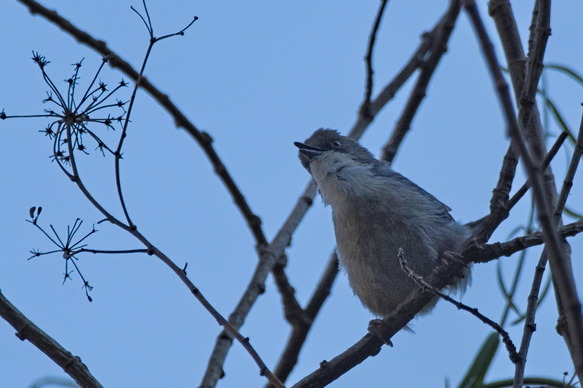 Grey Apalis  Angola,Apalis cinerea,Geotagged,Grey apalis,Winter