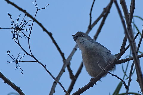 Grey apalis