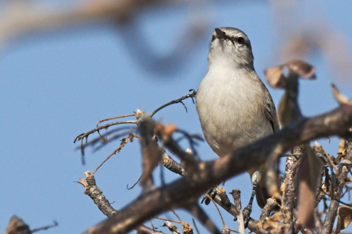 Yellow-bellied Eremomela  Angola,Eremomela icteropygialis,Geotagged,Winter,Yellow-bellied eremomela
