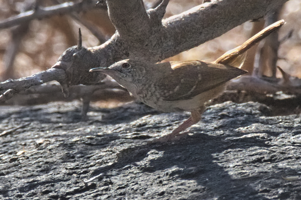 Barred Wren-Warbler maybe slightly improved Angola,Barred wren-warbler,Calamonastes fasciolatus,Geotagged,Winter