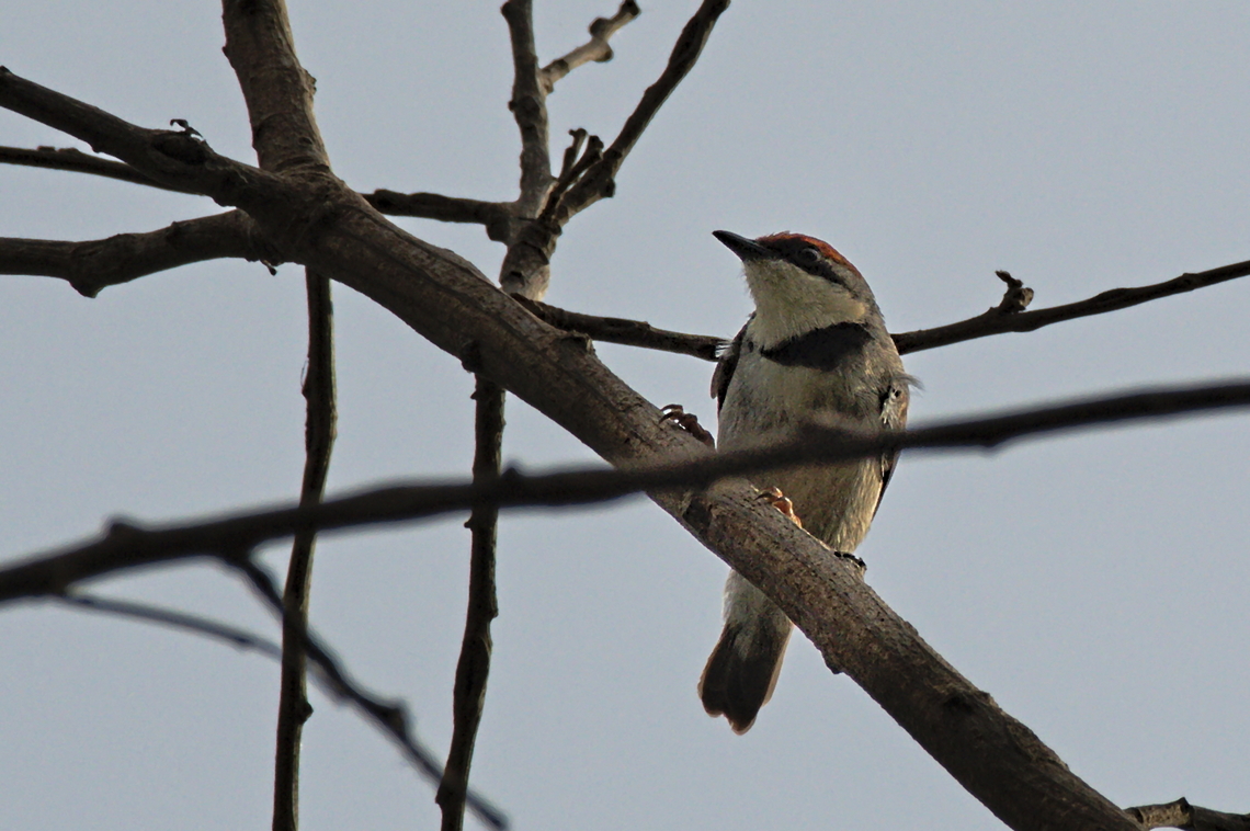 Rufous-crowned Eremomela the rufous crown is better delineated Angola,Eremomela badiceps,Fall,Geotagged,Rufous-crowned eremomela