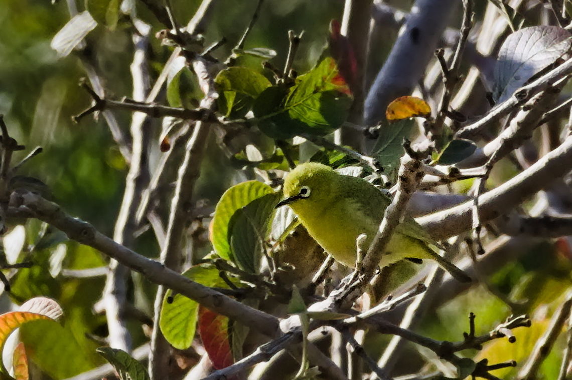 Southern Yellow White-eye  Angola,Geotagged,Southern yellow white-eye,Winter,Zosterops anderssoni