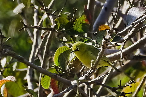 Southern yellow white-eye