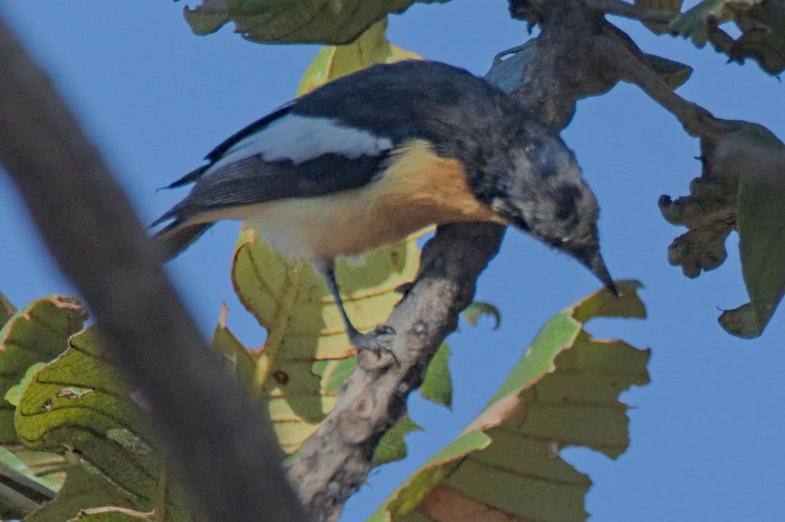 Yellow-bellied Hyliota  Angola,Geotagged,Hyliota flavigaster,Winter,Yellow-bellied hyliota