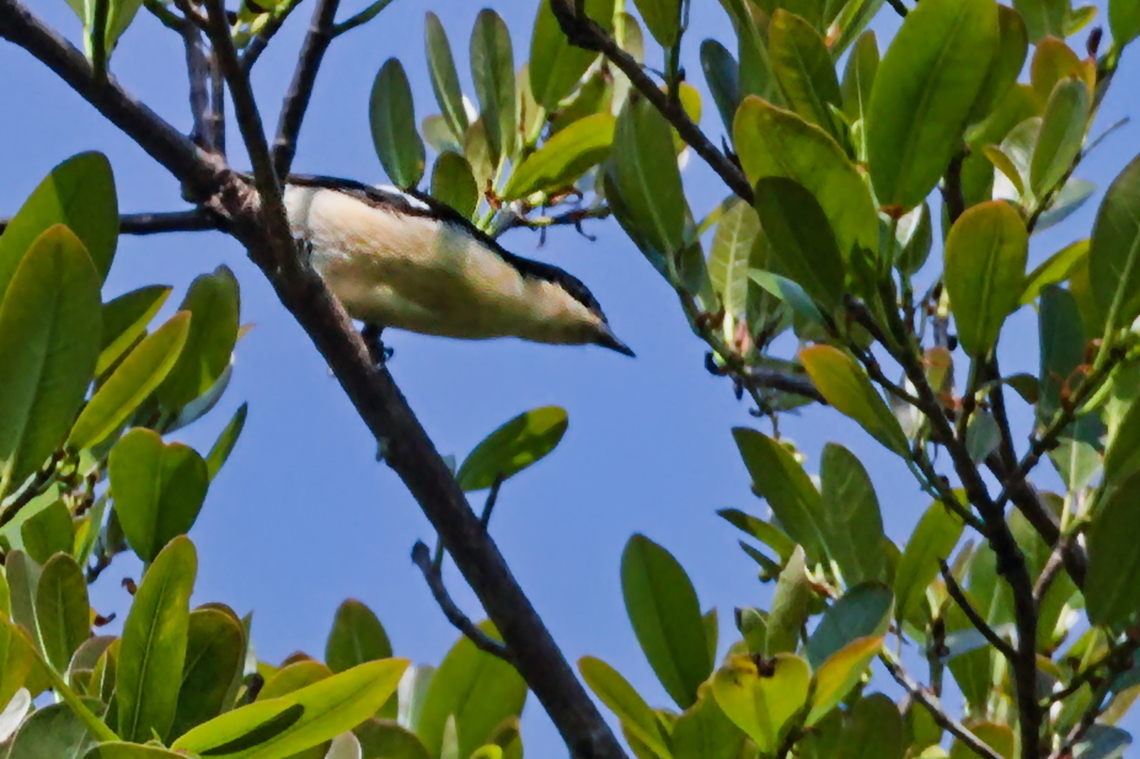 Southern Hyliota  Angola,Geotagged,Hyliota australis,Southern hyliota,Winter