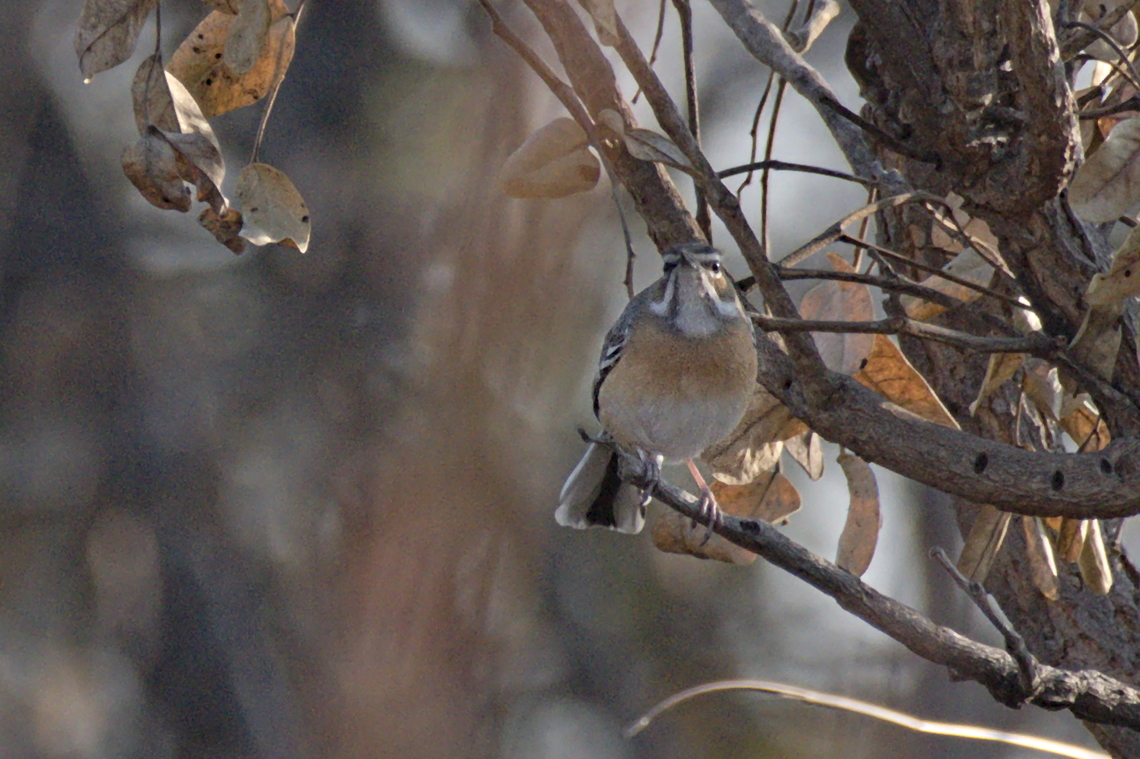 Miombo Scrub Robin  Angola,Cercotrichas barbata,Geotagged,Miombo scrub robin,Winter