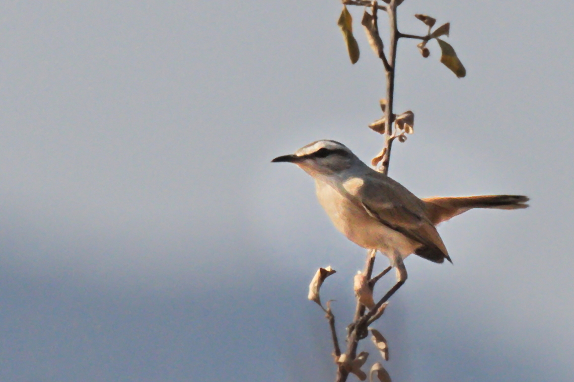 Kalahari Scrub Robin  Angola,Cercotrichas paena,Geotagged,Kalahari scrub robin,Winter