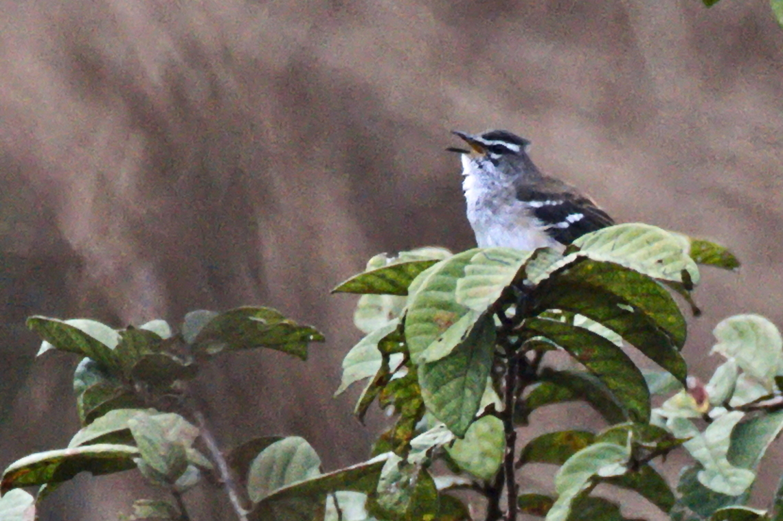 Brown-backed Scrub Robin  Angola,Brown-backed scrub robin,Cercotrichas hartlaubi,Fall,Geotagged