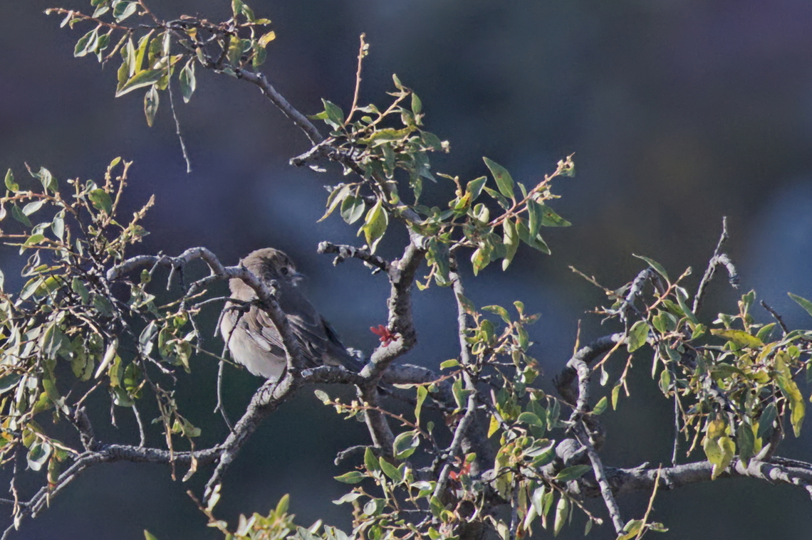 Angolan Slaty Flycatcher  Endemic to Angola, bird hiding in some bushes at Tundavala Gap, near viewpoint  Angola,Angolan slaty flycatcher,Geotagged,Melaenornis brunneus,Winter