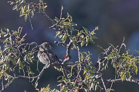Angolan Slaty Flycatcher  Endemic to Angola, bird hiding in some bushes at Tundavala Gap, near viewpoint  Angola,Angolan slaty flycatcher,Geotagged,Melaenornis brunneus,Winter