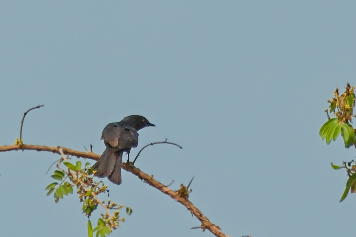 Southern Black Flycatcher  Angola,Geotagged,Melaenornis pammelaina,Southern black flycatcher,Winter