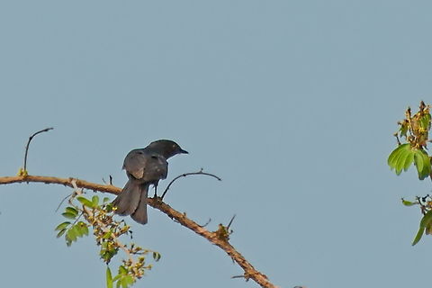 Southern Black Flycatcher  Angola,Geotagged,Melaenornis pammelaina,Southern black flycatcher,Winter