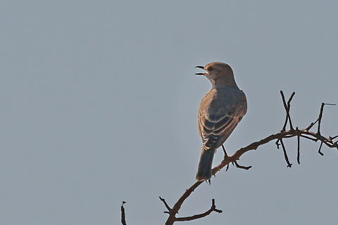 Chat Flycatcher  Angola,Chat flycatcher,Geotagged,Melaenornis infuscatus,Winter