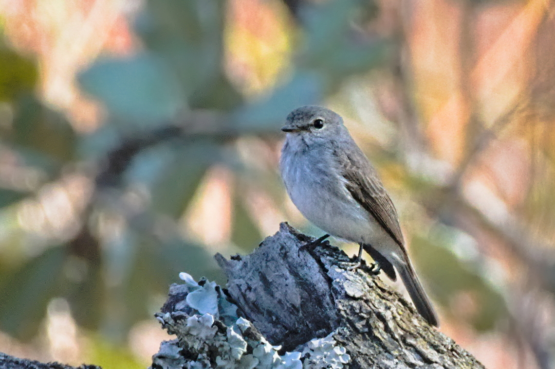 African Dusky Flycatcher  African Dusky Flycatcher,Angola,Geotagged,Muscicapa  adusta,Winter