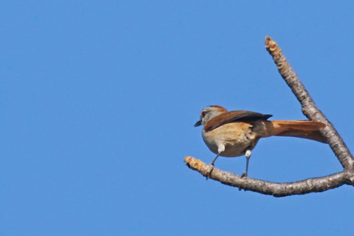 Rufous-tailed Palm Thrush  Angola,Cichladusa ruficauda,Geotagged,Rufous-tailed palm thrush,Winter