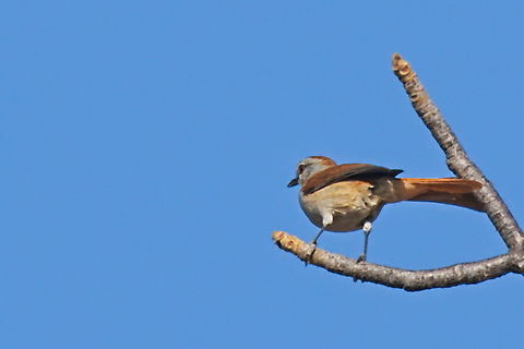 Rufous-tailed Palm Thrush  Angola,Cichladusa ruficauda,Geotagged,Rufous-tailed palm thrush,Winter