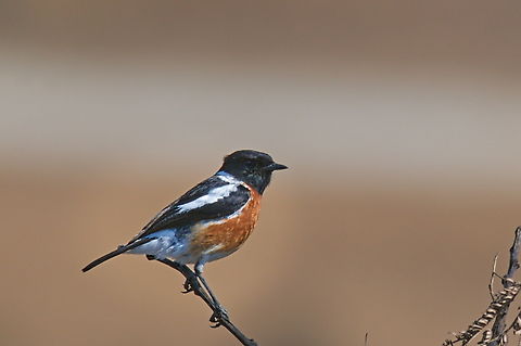 African_Stonechat_143ND500_DSC0456  African Stonechat,Angola,Geotagged,Saxicola torquatus,Winter