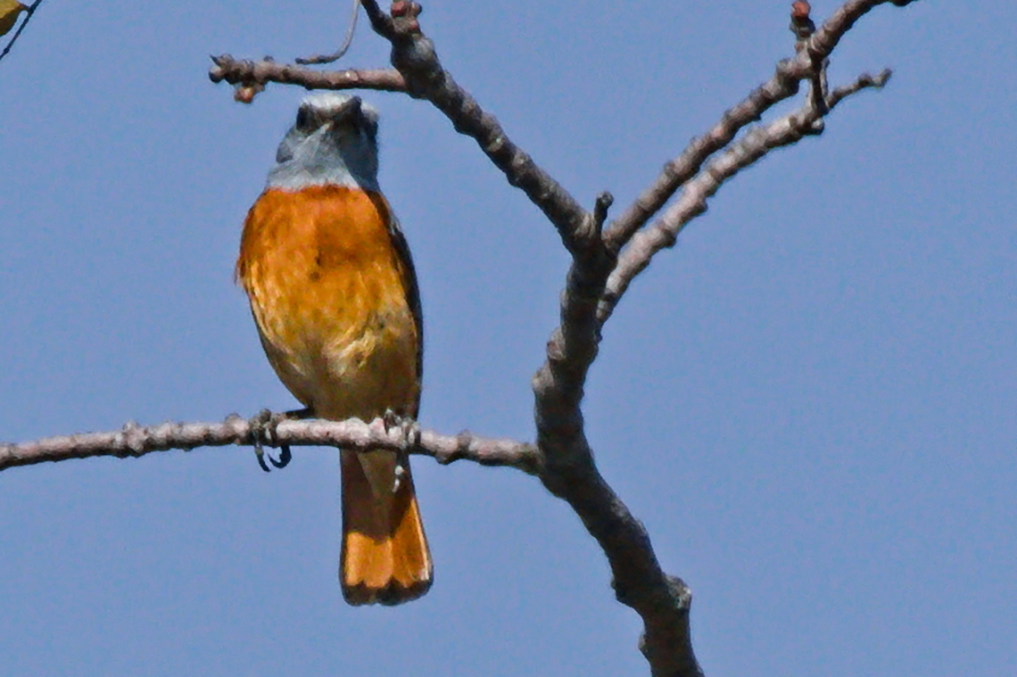 Miombo Rock Thrush far better than a video grabbed file ... Angola,Geotagged,Miombo rock thrush,Monticola angolensis,Winter