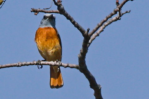 Miombo Rock Thrush far better than a video grabbed file ... Angola,Geotagged,Miombo rock thrush,Monticola angolensis,Winter