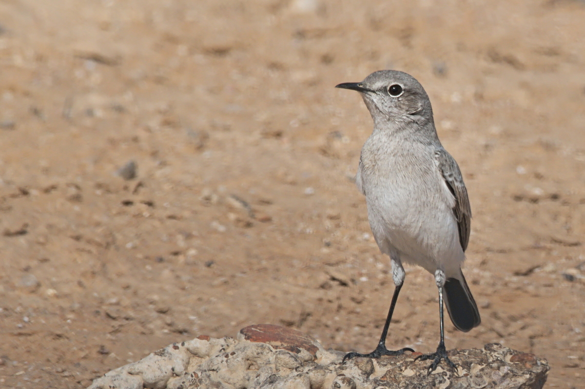 Karoo Chat  Angola,Emarginata schlegelii,Geotagged,Karoo chat,Winter