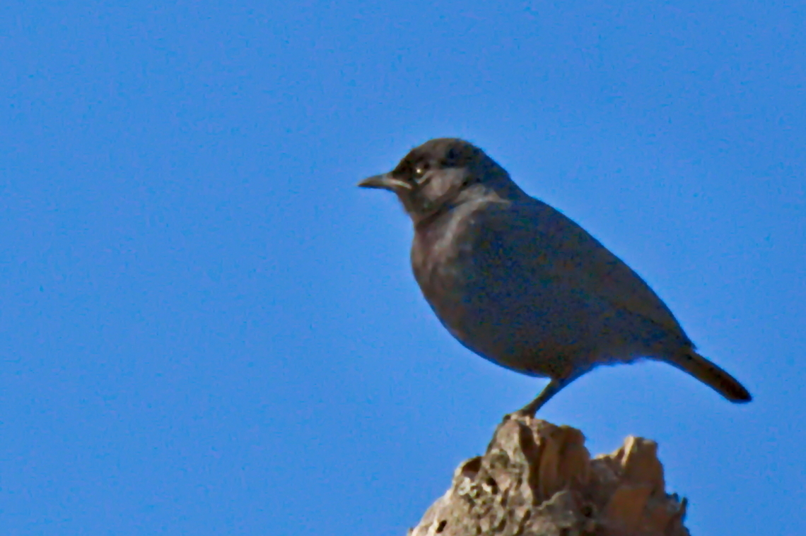 Sooty Chat  Angola,Geotagged,Myrmecocichla nigra,Sooty chat,Winter